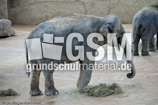 Asiatischer Elefant (3 von 21).jpg